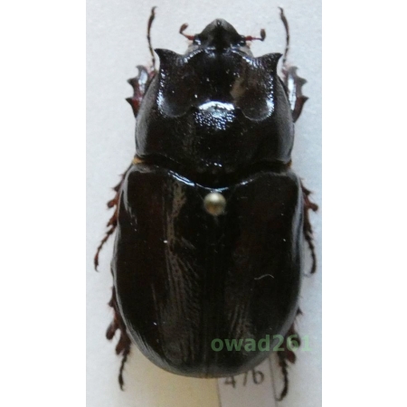 Dipelicus cantori Hope, 1842 32mm Indonesia, Java47b